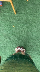 Benedicta review photo