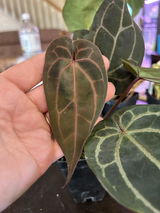 Plantaddicted_cass review photo