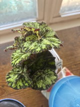 Michelle Long-Sabados review photo