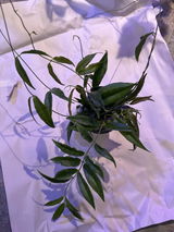 Plant Lady review photo