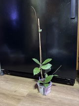 Plant Lady review photo