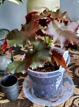 Nancy Simonds review photo