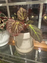 Nancy P review photo