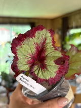 Kerri Ponder - Planty Blessings with Kerri review photo
