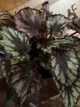 Paul The Plant Parent review photo