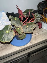 Maureen Stewart review photo