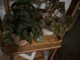 Maureen Stewart review photo