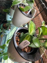 Plants Mom review photo