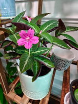 Shruthi S review photo