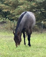 Chris and Velvet Tschirhart - Tri C/V Performance Horses llc review photo
