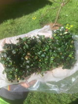 Dinh review photo