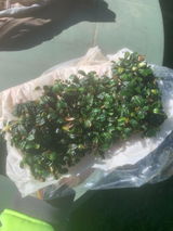 Dinh review photo