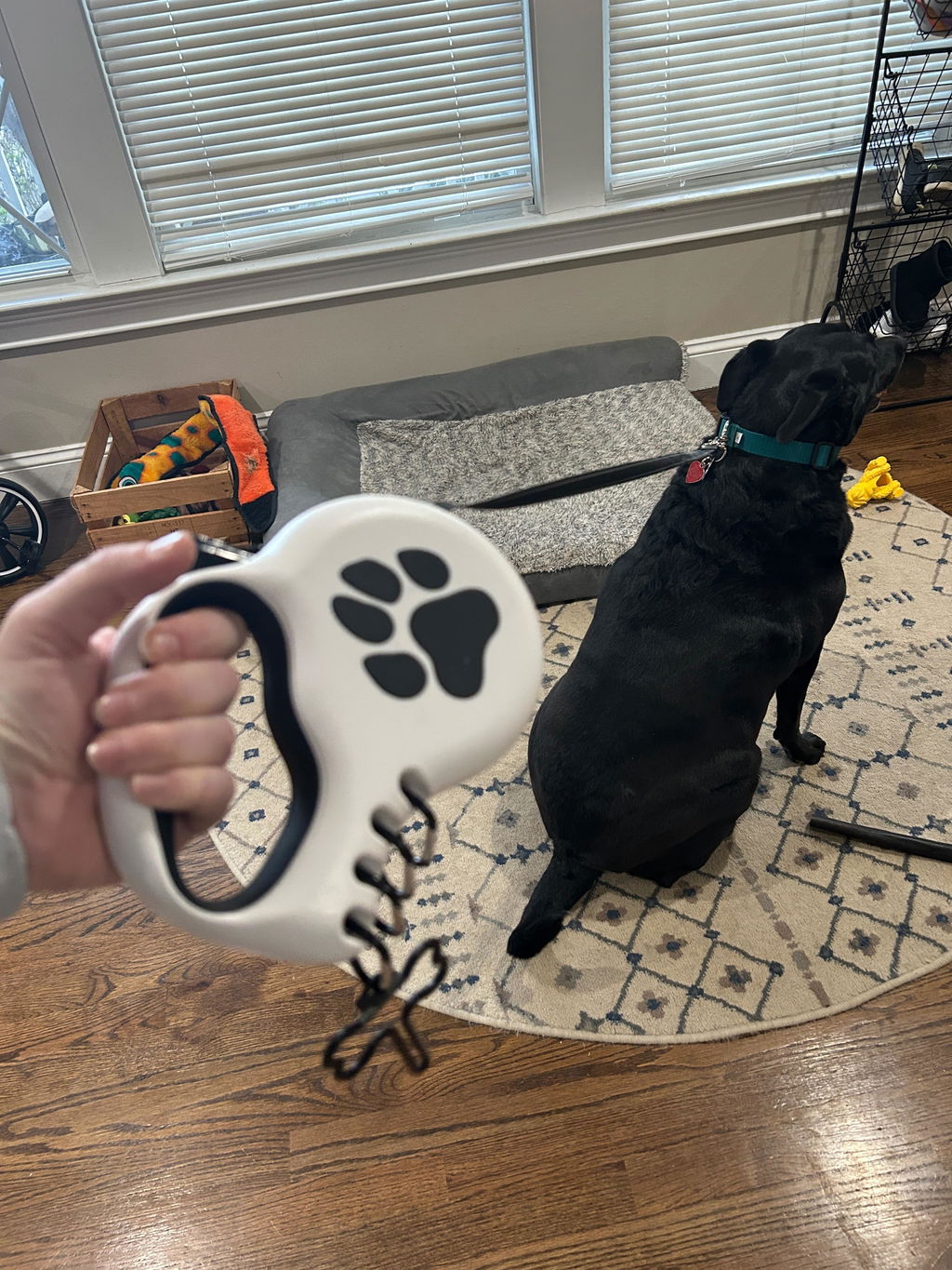 Customer photo of StitchLeash - Retractable Dog Leash