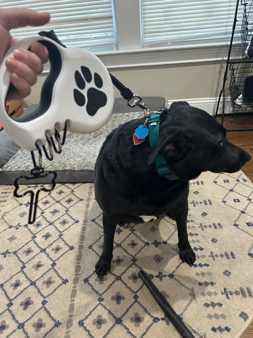 Customer photo of StitchLeash - Retractable Dog Leash