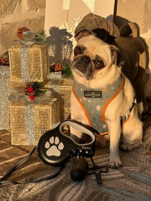 Customer photo of StitchLeash - Retractable Dog Leash