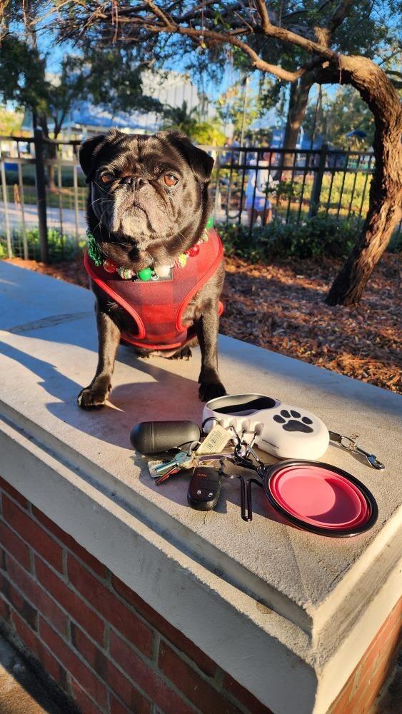 Customer photo of StitchLeash - Retractable Dog Leash