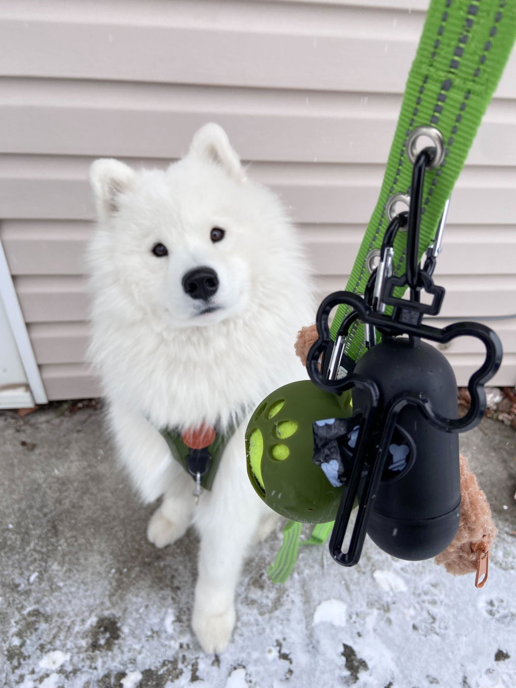 Customer photo of StitchLeash - Flat Nylon Leash