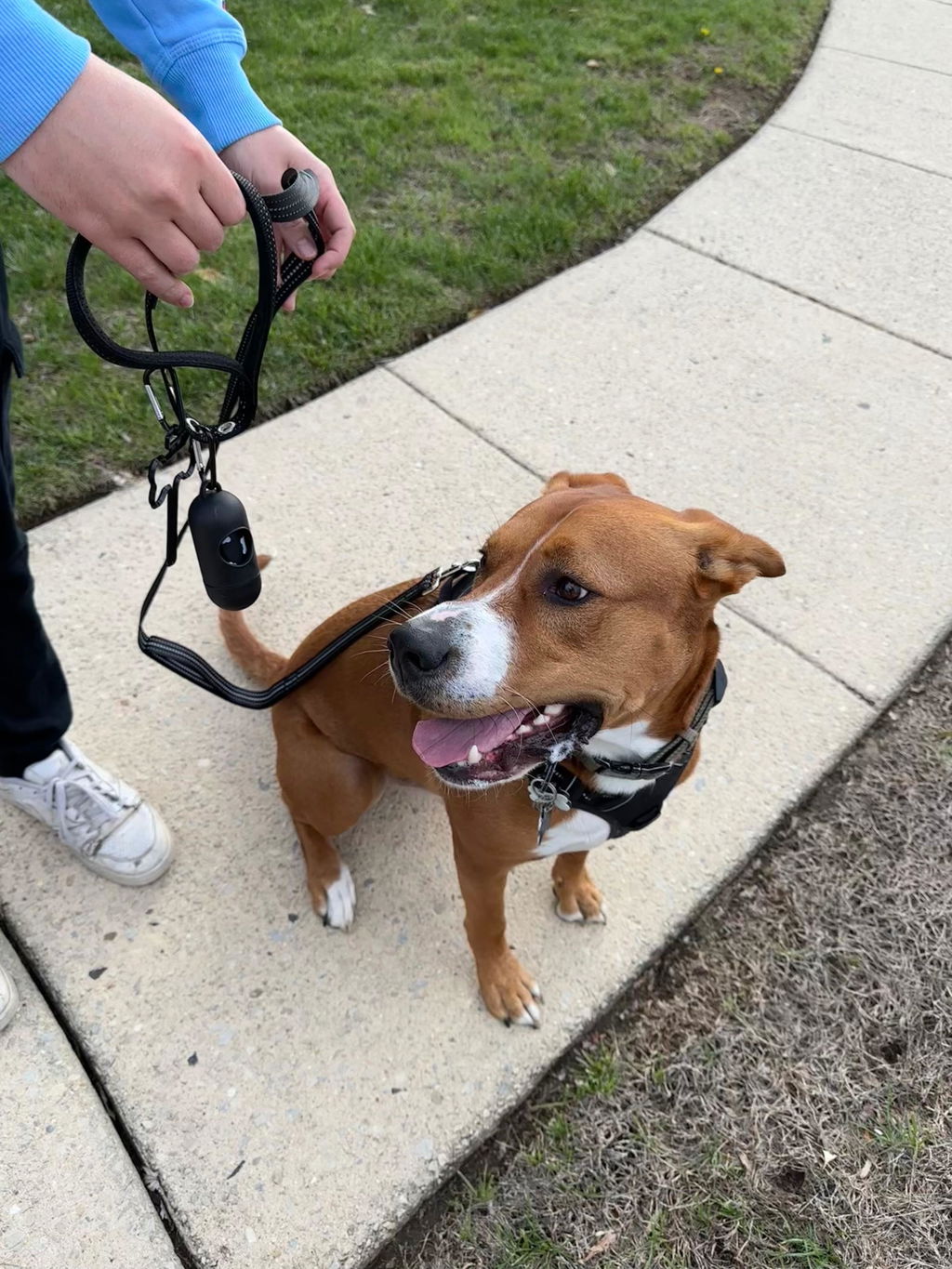 Customer photo of StitchLeash - Flat Nylon Leash