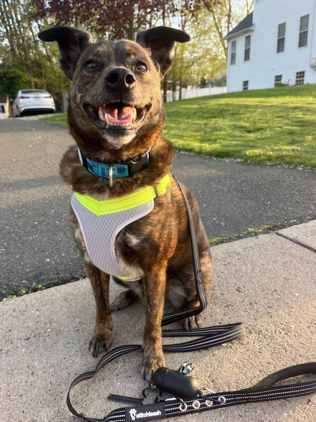 Customer photo of StitchLeash - Flat Nylon Leash