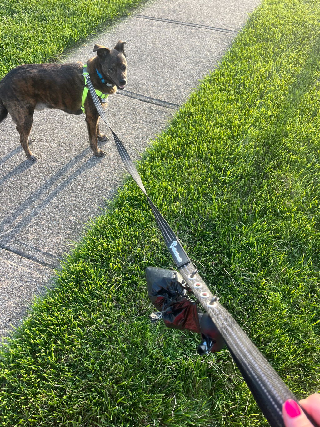 Customer photo of StitchLeash - Flat Nylon Leash
