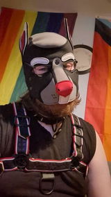 Pup CamotheRedNosedHusky review photo