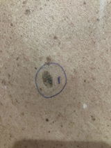 Stuart Thorn review photo