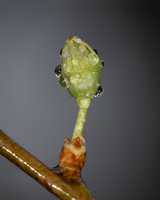 J.K. review photo