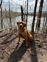 Rosie The Red Lab review photo