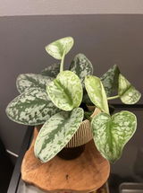 Aurore review photo
