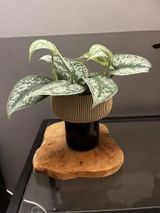 Aurore review photo