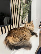 Rebe review photo