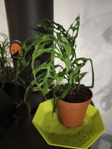 cyril review photo