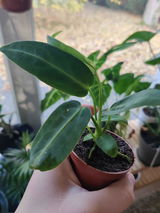 Marine Weck review photo
