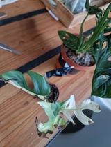 Maxime Castelas review photo