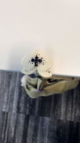 Lily review photo