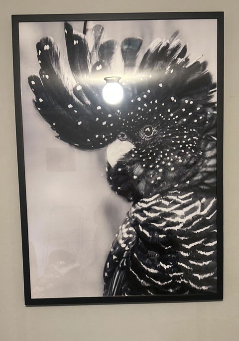Black Cockatoo Wall Art Print