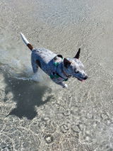 Rikki review photo