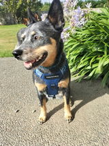 Lou review photo