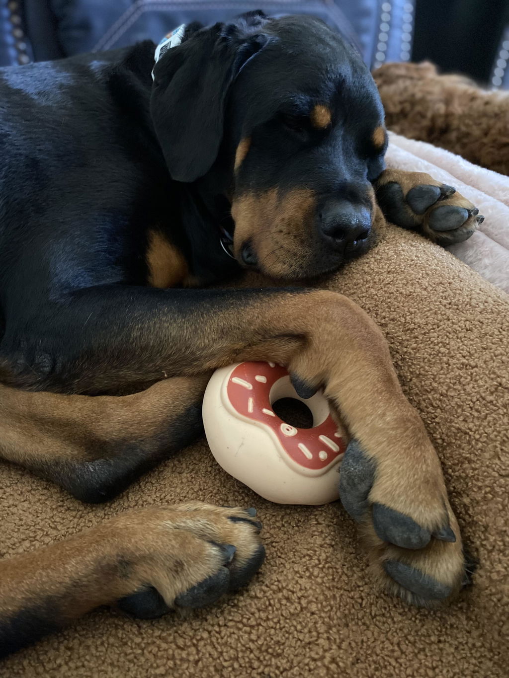 Chocolate Donut Squeaker Power Chew