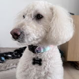 Ginny the mini doodle review photo