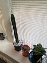 Chadwin Bush review photo