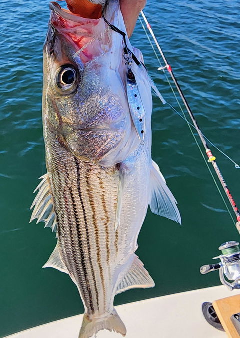 Submission Jigs - Micro Sumo and Mercenary - Slow Pitch Jigs - 2 packs