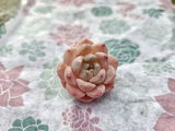 Veronica Fallas review photo