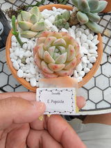 Andrew Pedraza review photo