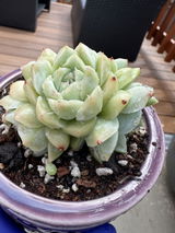 Meiling Li review photo