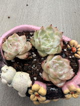Meiling Li review photo