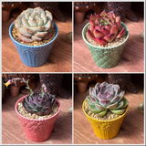 DENISE DEWIRE review photo