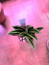 Laurel review photo