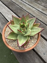 Andrew Preiss review photo
