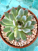 Trish Fischer review photo
